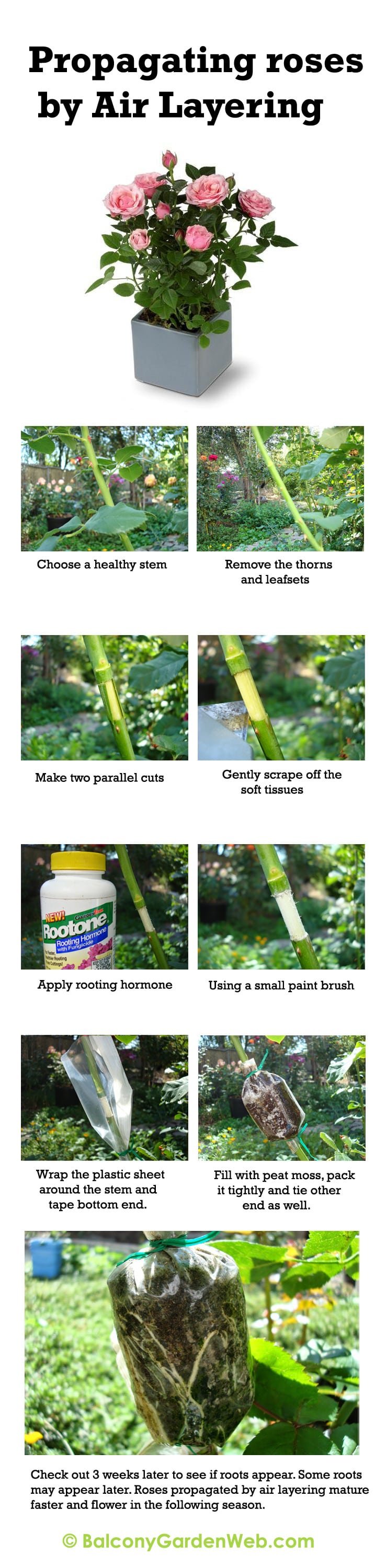 Infographic : How to propagate rose by air layering. More amazing info in this post.