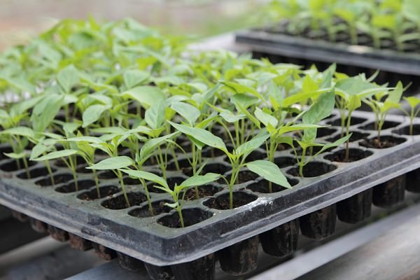 seed germinationg tips