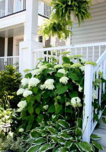 How to Make a Feng Shui garden | Feng Shui Plants and Garden Design ...