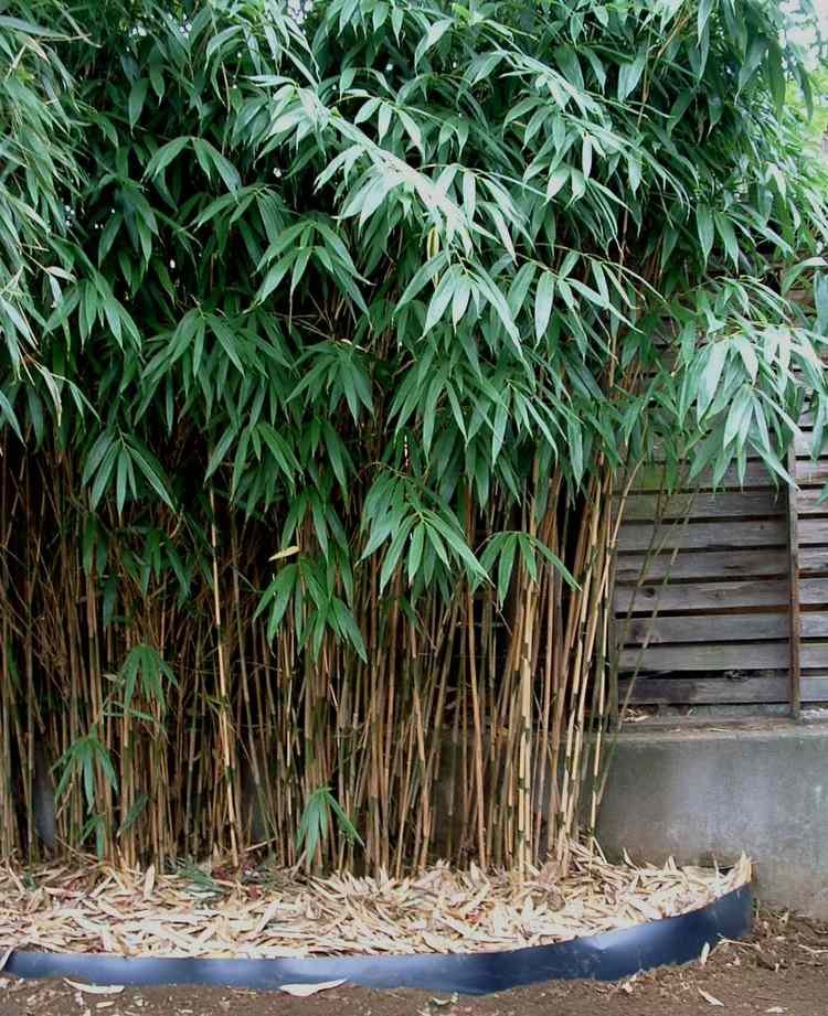 24 Feng Shui plants