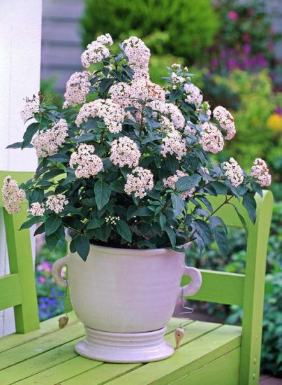 49 Best Shrubs For Containers | Best Container Gardening Plants