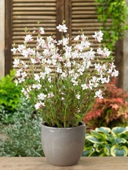 Gaura Plant Care | How to Grow Bee Blossom