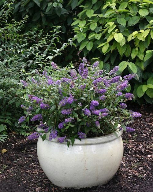 Buddleja white pot in garden