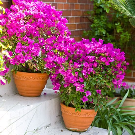 Best Shrubs for Containers 9