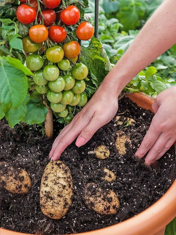 Best Ways to Grow Potatoes 10