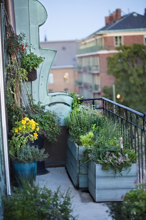  Balcony Gardening Tips 2