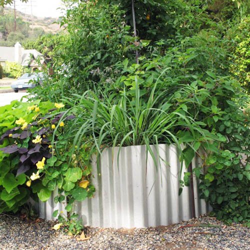 Ivette Soler's edible front yard; Jul'11; Metal planter