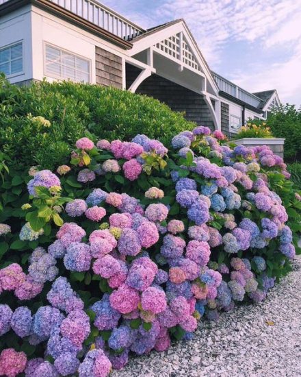 20 Shrubs that Bloom All Year | Year Round Shrubs According to Season