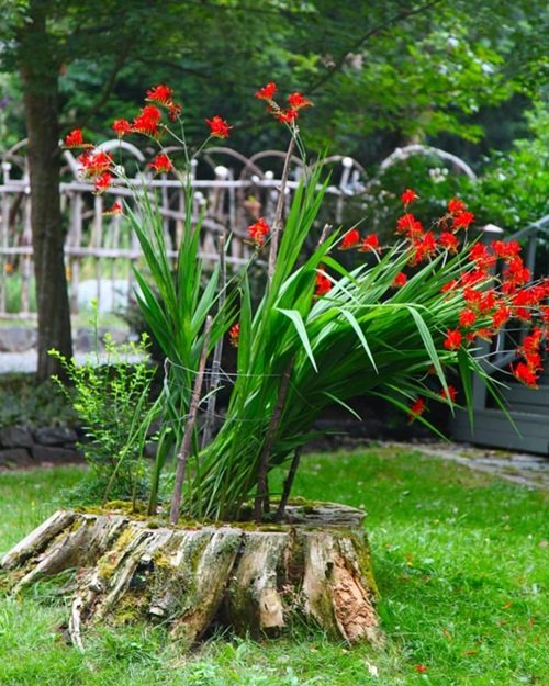 Low Height Tree Stump for Plants