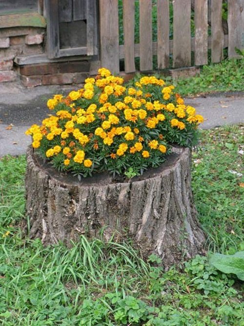 Marigold Tree Stump Pot 