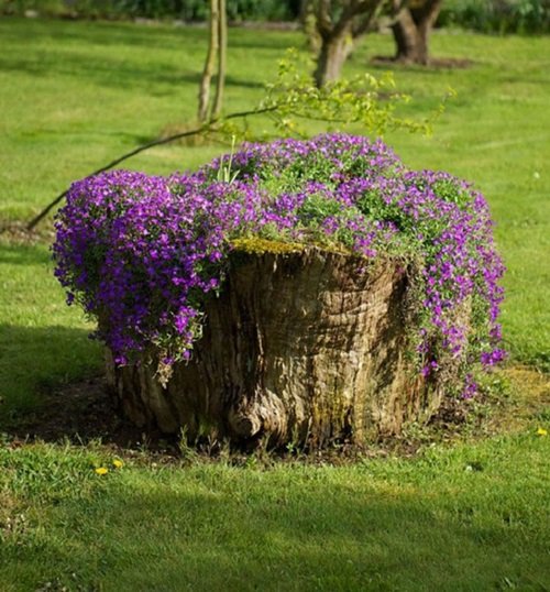 Purple Rock Cress on Tree Stump
