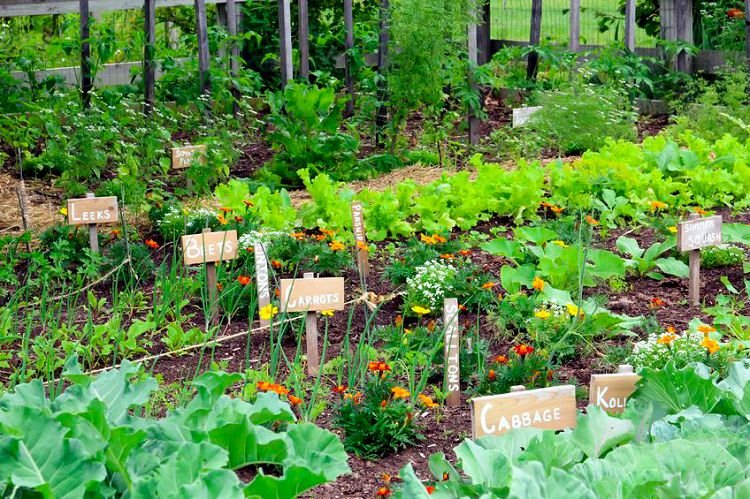 Secrets of a High Yield Gardening
