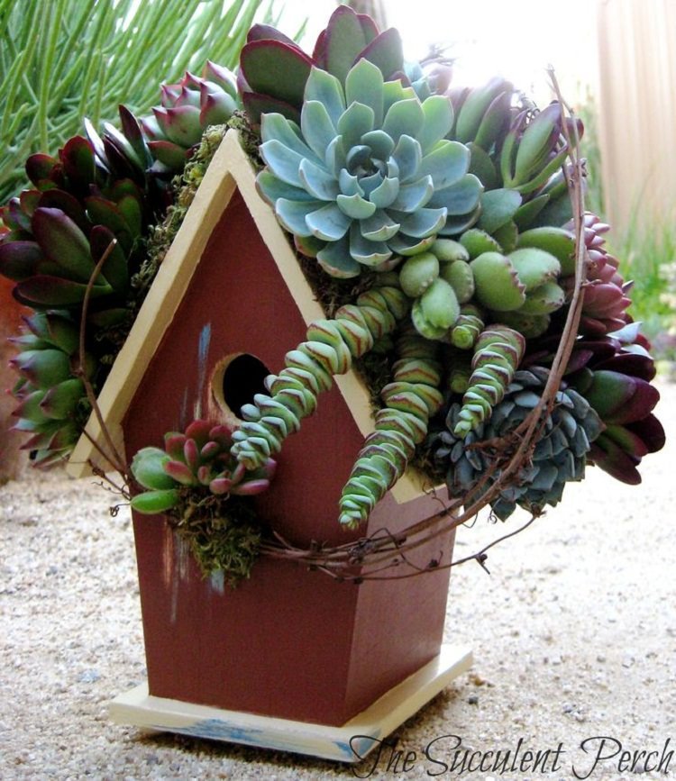 Succulent Bird House