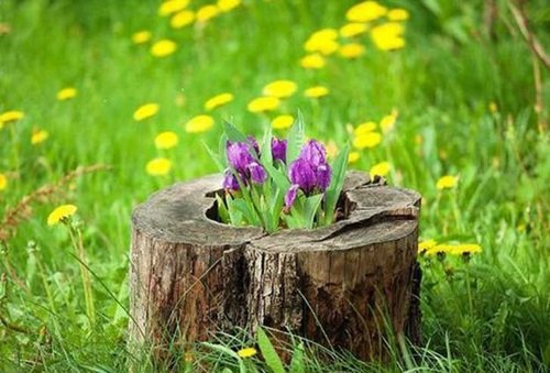 Tree Stump Planter with Violet Flowers 