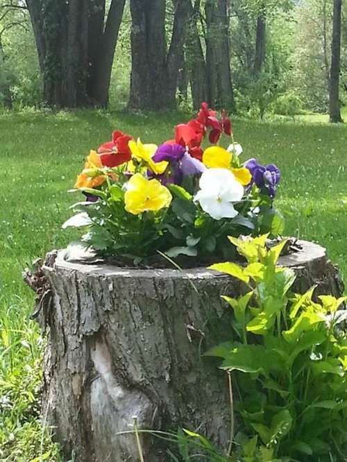 Tree Stump Planting Idea with Blooms