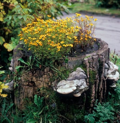 Tree Stump with Mexican Tarragon Planter Ideas that'll Impress You