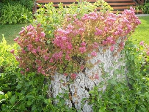 Tree Stump with Stonecrop Flowers Planter Ideas that'll Impress You