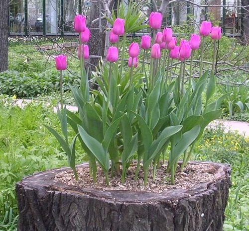 Tulips on a Tree Trunk