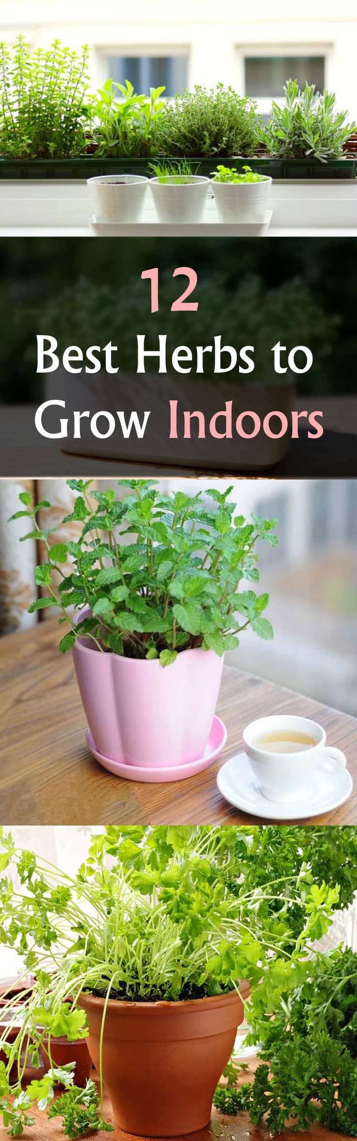 best herb to grow indoors