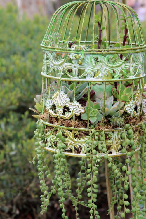 birdcage succulent planter