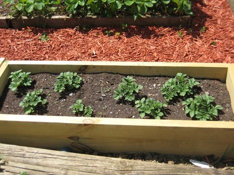 Best Ways to Grow Potatoes 9