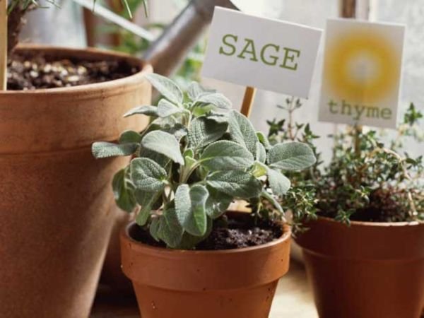 Best Indoor Herbs--Sage