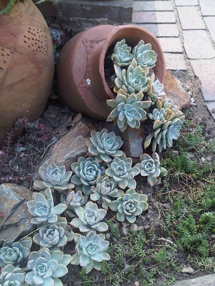 succulent spilled pot