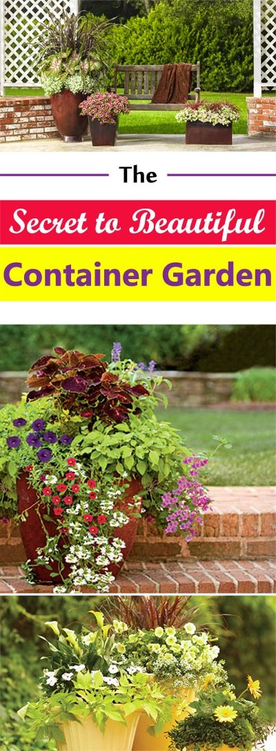 the secret to beautiful container gardens