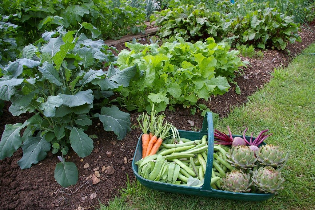 how to prepare soil for vegetable garden