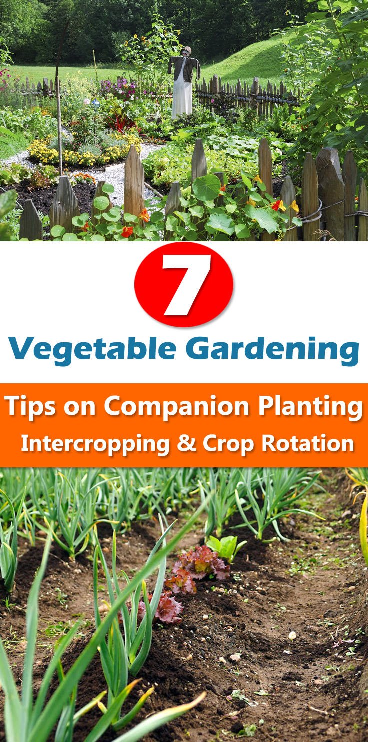 7 Vegetable Gardening Tips on Companion Planting, Intercropping & Crop Rotation