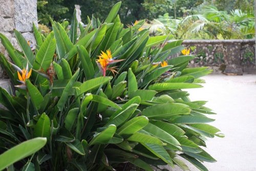 Cold Hardy Tropical Plants- bird of paradise