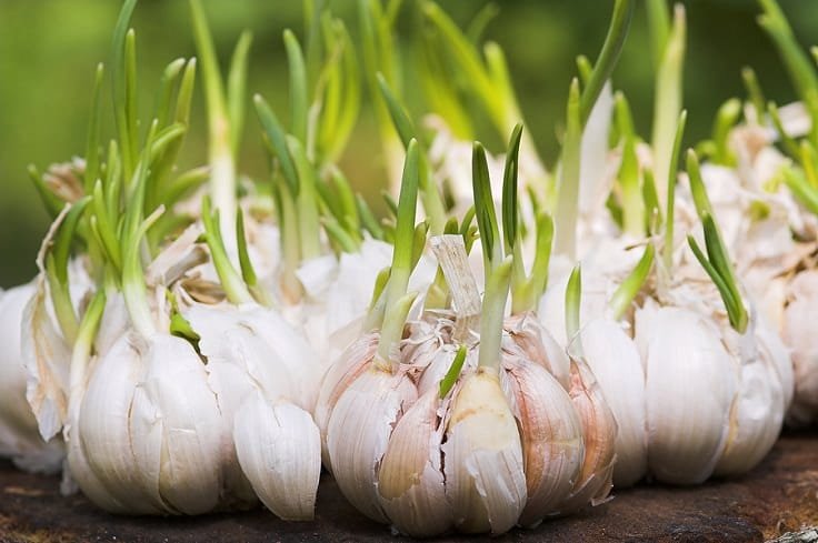 Garlic uses in garden