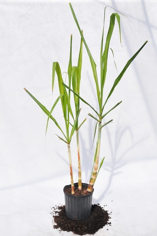 How to Grow Sugarcane in Pots 2