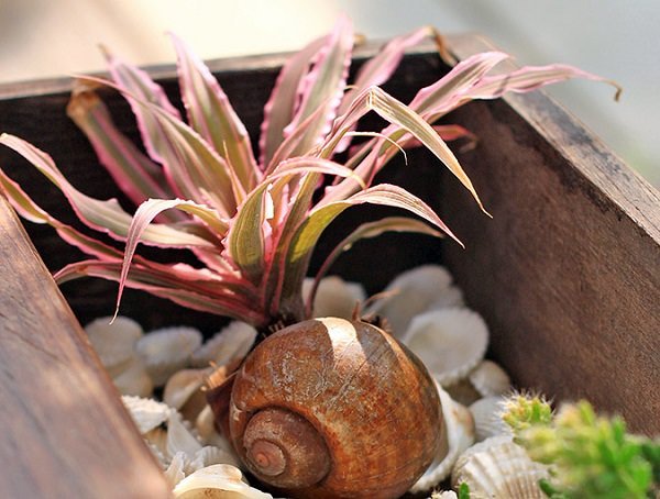 airplant in seashell