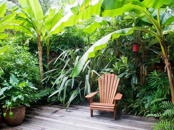 banana in tropical garden'