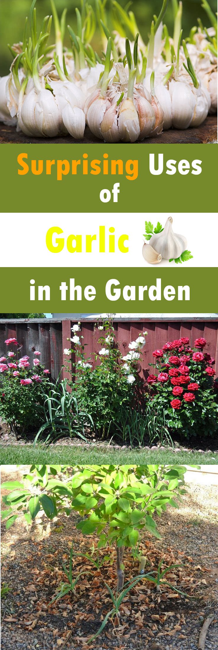 Using garlic in the garden is a great way to save yourself from using harmful chemical pesticides and fungicides as garlic has antibacterial, fungicidal and insecticidal properties.