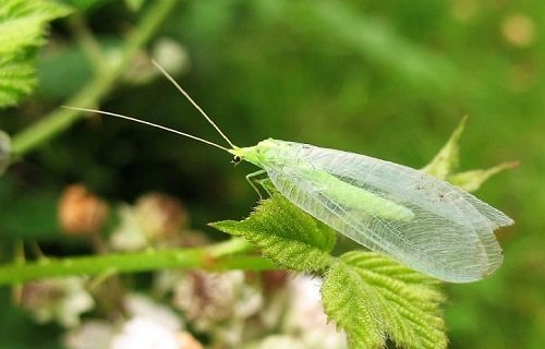 Most Beneficial Garden Insects 3
