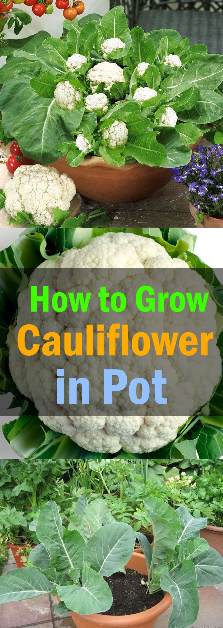 Learn how to grow cauliflower in containers in this article. Growing cauliflowers in containers is not very difficult if you know its proper requirements and ideal growing conditions.