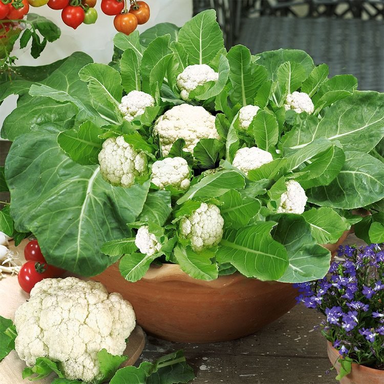 Growing cauliflower in containers