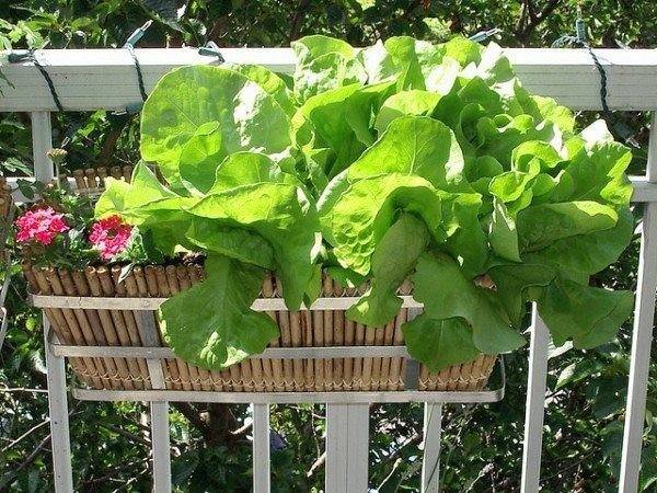 growing lettuce on balcony