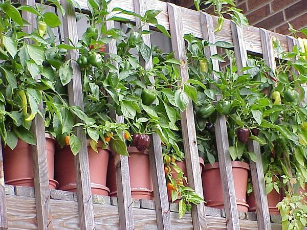 Container Vegetable Gardening 5