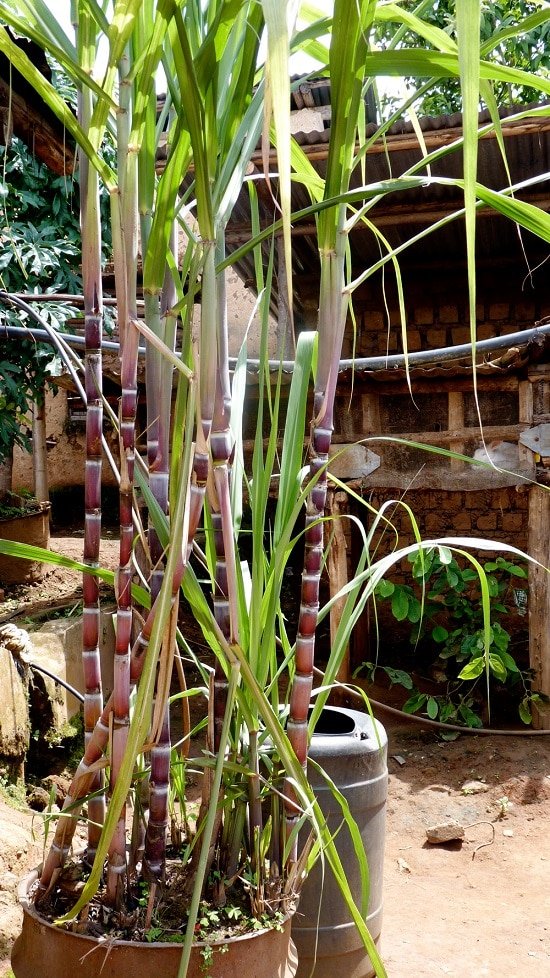 How to Grow Sugarcane in Pots