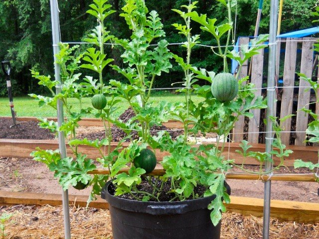 growing watermelon in pot