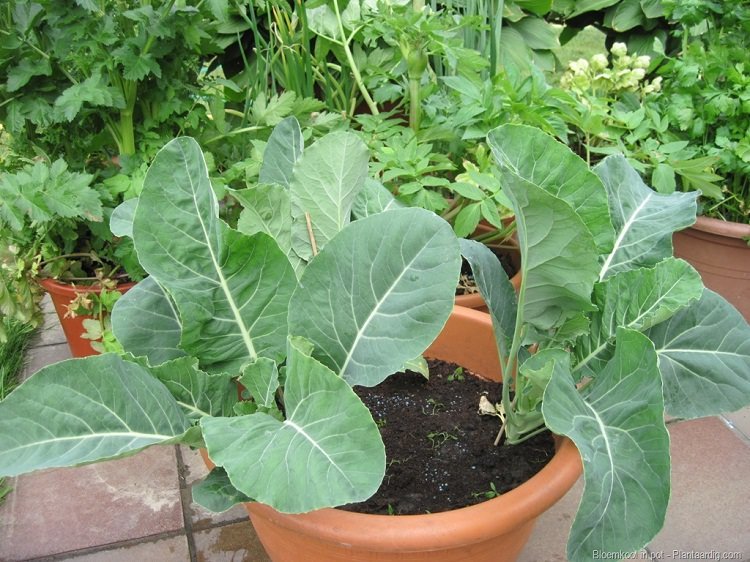 how to grow cauliflower in containers