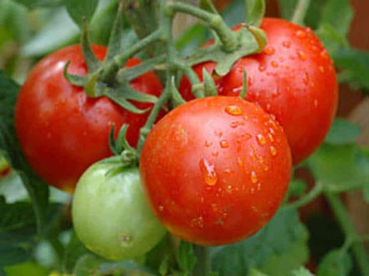 sweeter tomatoes with baking soda