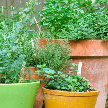 7 Apartment Herb Garden Tips | Apartment Gardening | Balcony Garden Web