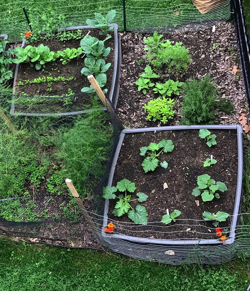 Vegetable Gardening Tips on Companion Planting, Intercropping And Crop Rotation