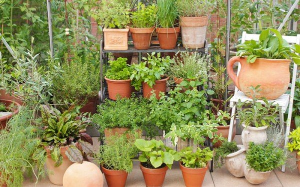 verticle urban herb garden