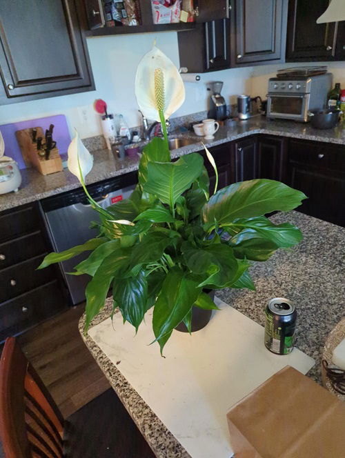 Air Purifying Plants for Kitchen