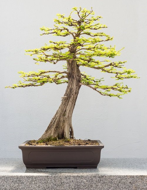 Best Trees For Bonsai 21
